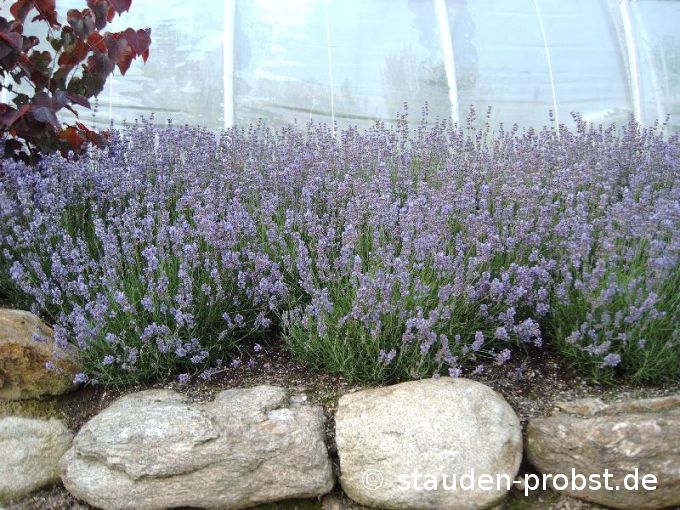 Lavendel