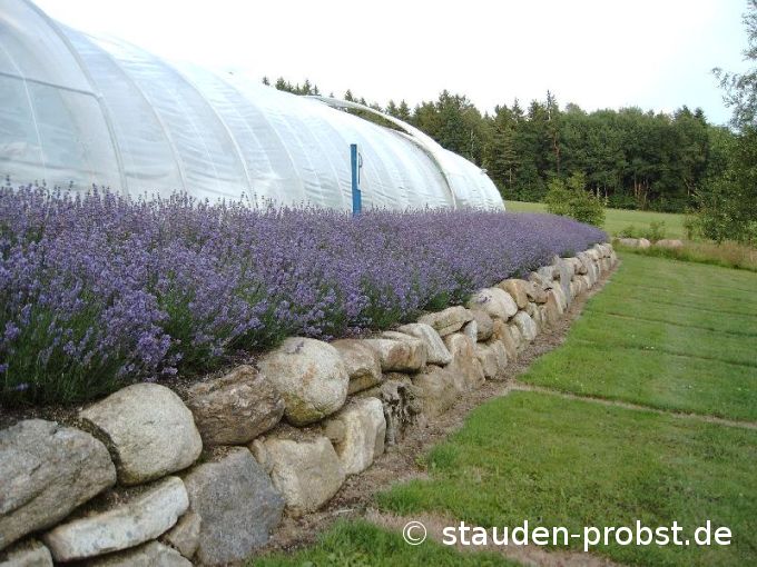 Lavendelbeet