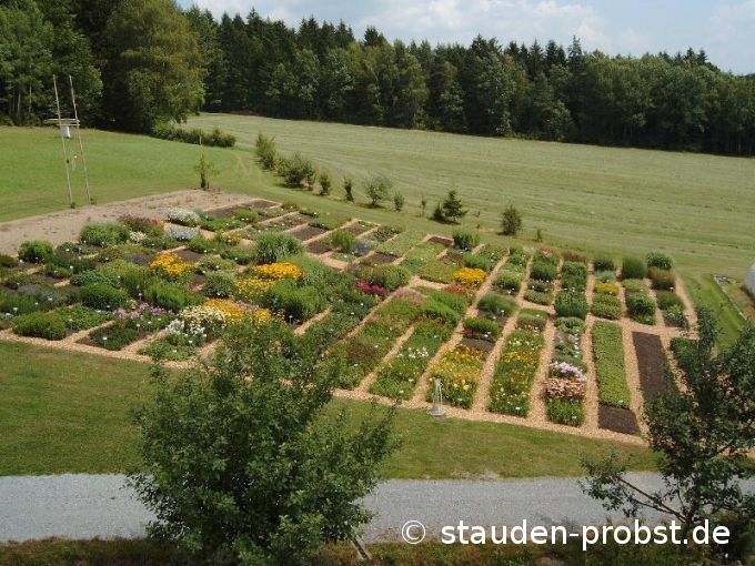 Mutterpflanzen vom Hausdach