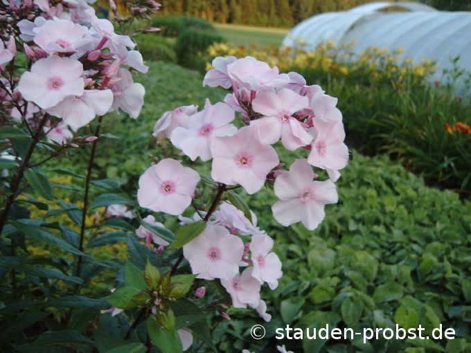 Phlox Mutterpflanzen