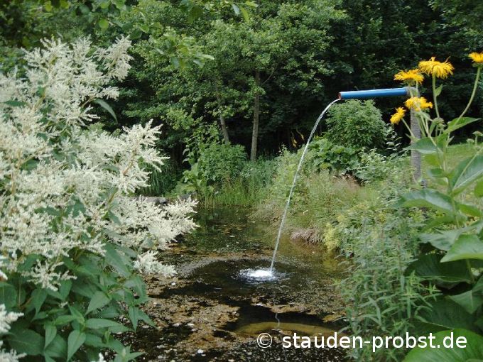 Teich mit Alant und Knöterich