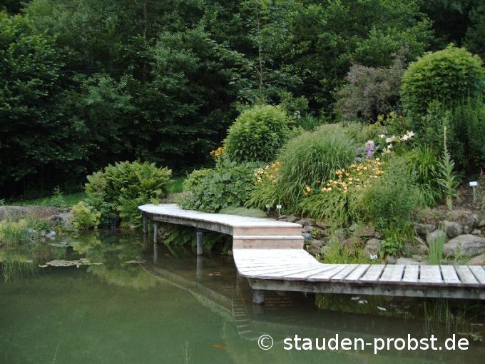 Teich mit Steg