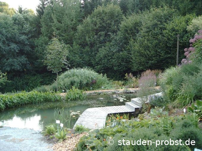 Teich mit Steg