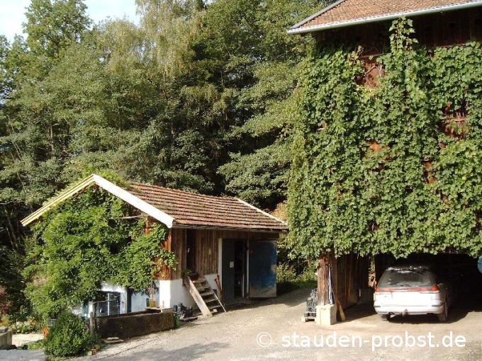 Topfschuppen