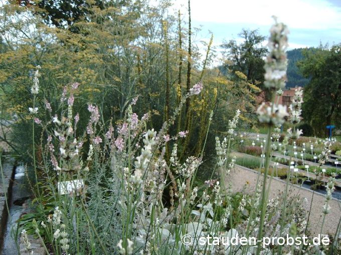 weißer Lavendel