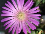 Delosperma-sani-pass-II