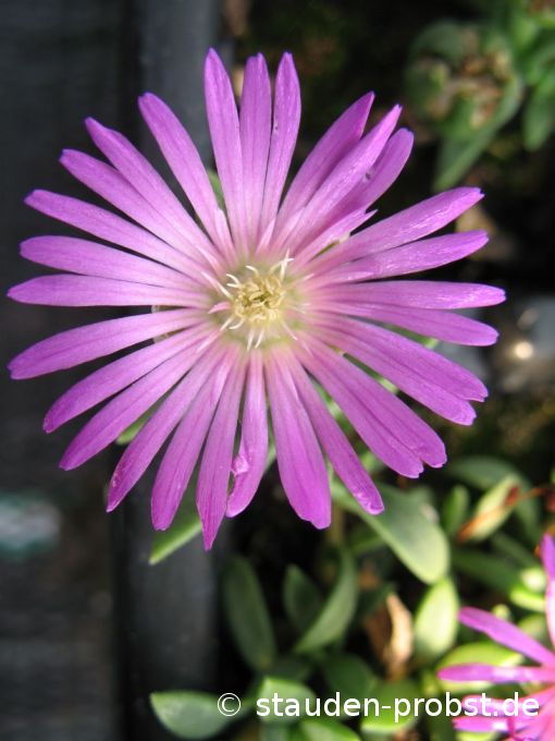 Delosperma 'Sani Paß' II - Mittagsblume