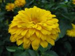 Heliopsis-sommerball