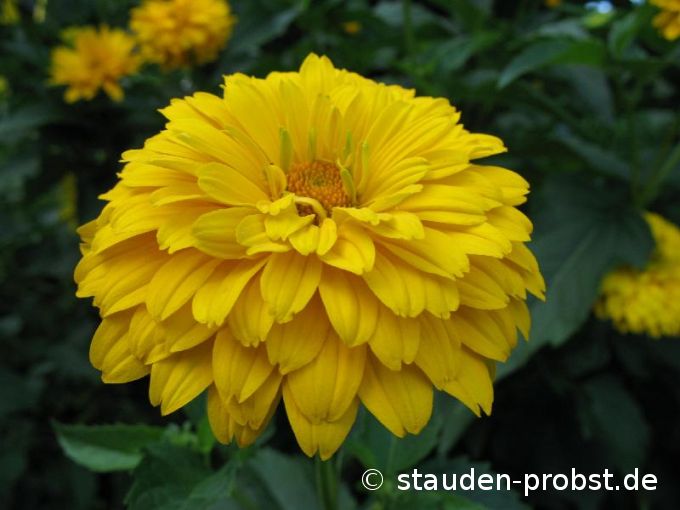 Heliopsis 'Sommerball' - Sonnenauge