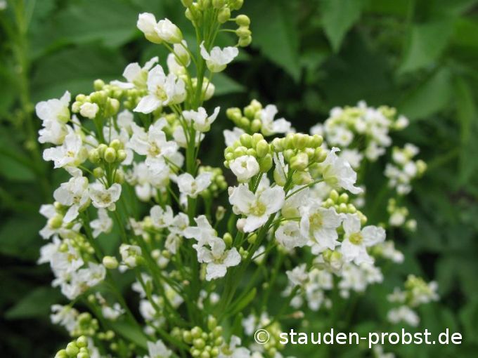 Amoracia rustica - Meerrettich, Kren