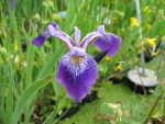 Iris versicolor