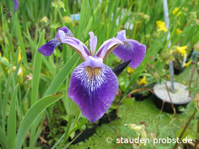 Iris versicolor - Amerikanische Sumpfschwertlilie