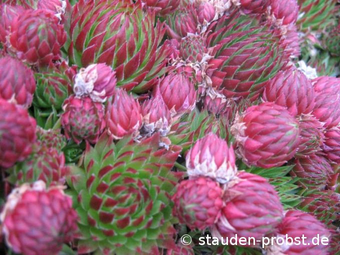 Jovibarba hirta 'blutrot' - Steinrose