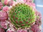 Jovibarba-sobolifera-2