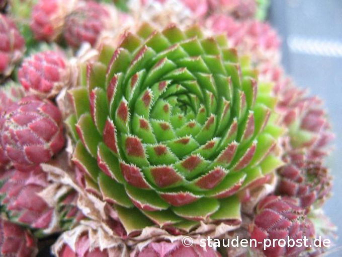 Jovibarba sobolifera - Steinrose
