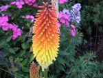 Kniphofia-royal-standard