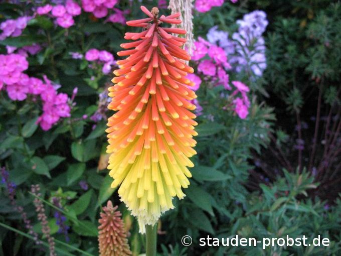 Kniphofia 'Royal Standard' - Fackellilie