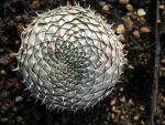 Orostachys-typ-mongolei