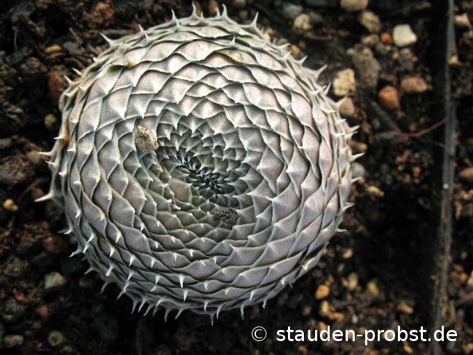 Orostachys spinosa 'Typ Mongolei' - Sternwurz