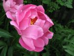Paeonia-dancing-buterfly