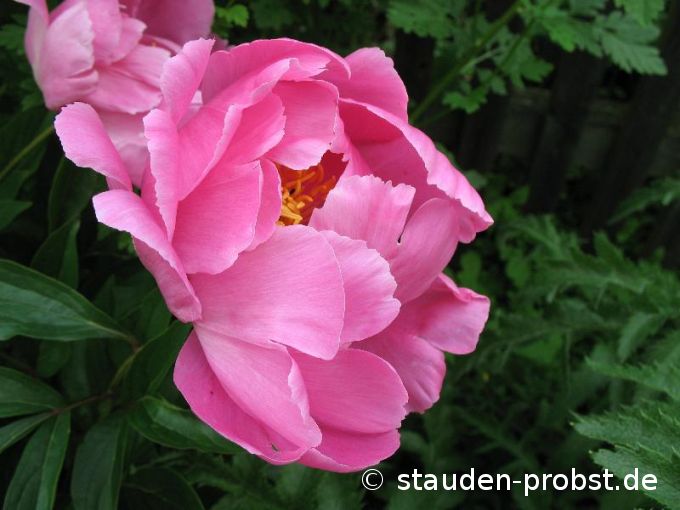 Paeonia 'Dancing Buterfly' - Gartenpfingstrose