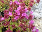 Thymus-serphyllum-atropurpureum