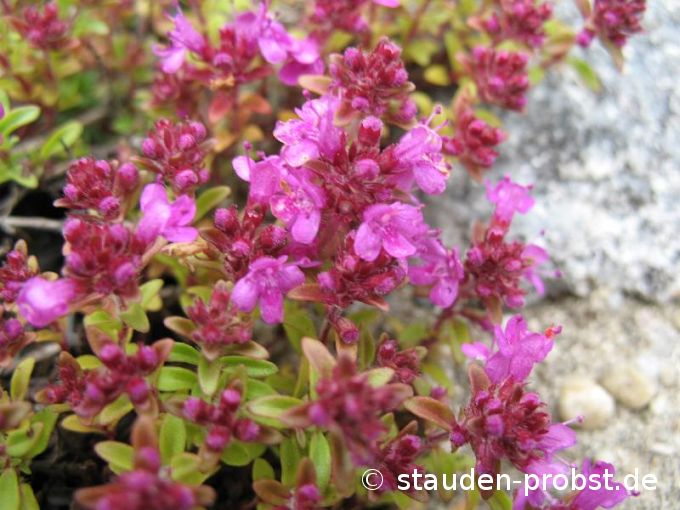 Thymus serphyllum 'Atropurpureum' - Feldthymian