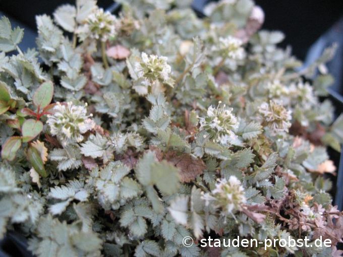 Acaena buchananii - Stachelnüsschen
