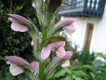 acanthus-hungaricus-2
