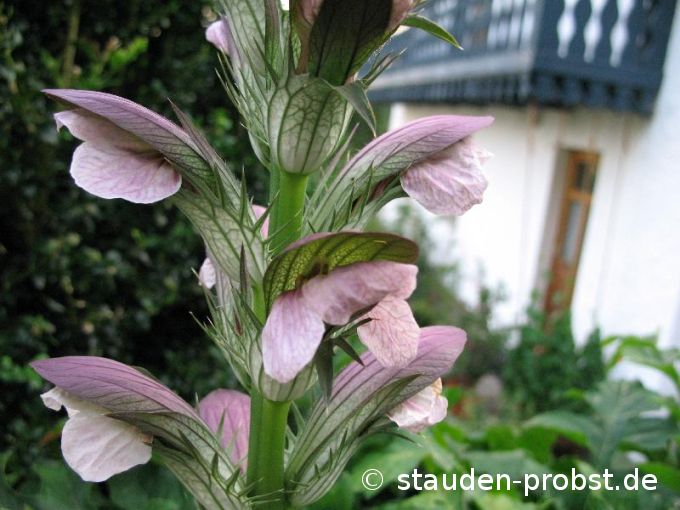Acanthus hungaricus - Bärenklau, Akanthus