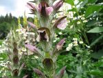acanthus-hungaricus-3