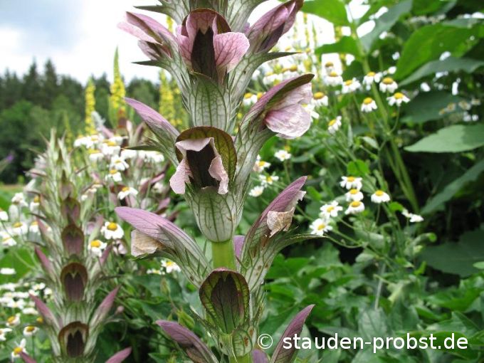 Acanthus hungaricus - Bärenklau, Akanthus