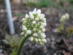 aceriphyllum-rossii
