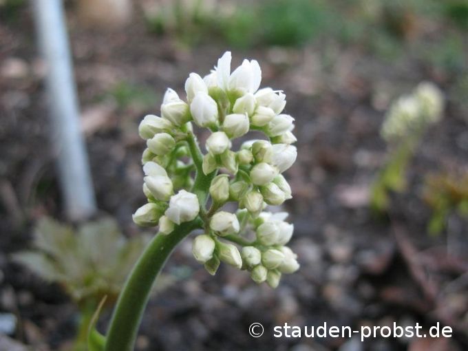 Aceriphyllum rossii - Ahornblatt