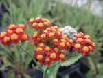 achillea-feuerland