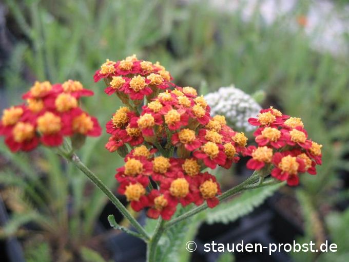 Achillea 'Feuerland' - Schafgarbe