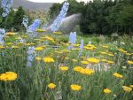 achillea-filipendulina-altgold-2