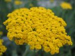 achillea-filipendulina-altgold-3