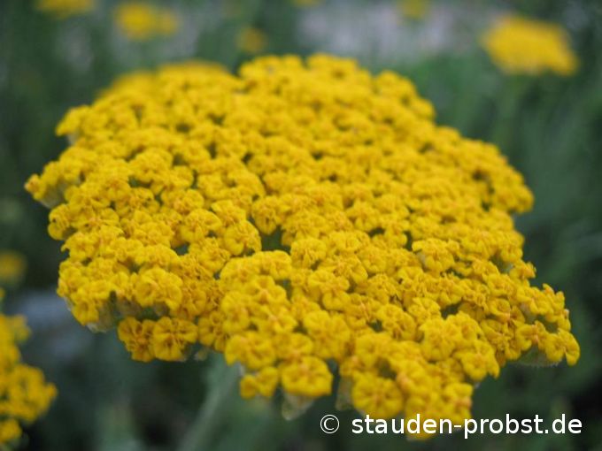 Achillea filipendulina 'Altgold' - Schafgarbe