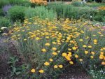 achillea-filipendulina-altgold