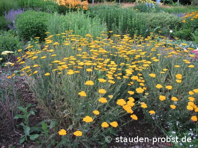 Achillea filipendulina 'Altgold' - Schafgarbe
