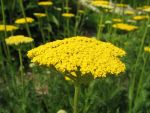 achillea-filipendulina-coronation-gold-2