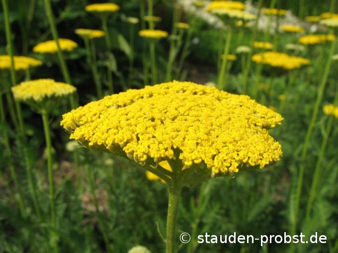 Achillea filipendulina 'Coronation Gold' - Schafgarbe