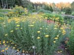achillea-filipendulina-coronation-gold