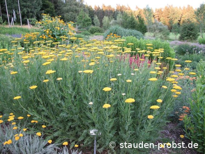 Achillea filipendulina 'Coronation Gold' - Schafgarbe