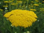 achillea-filipendulina-parker-2