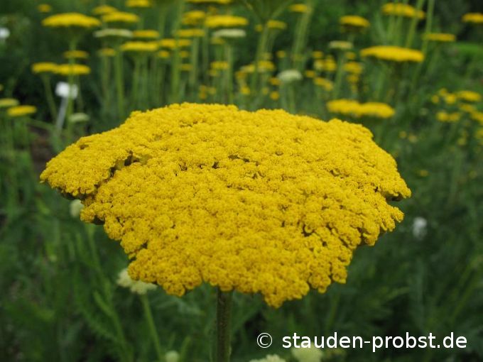 Achillea filipendulina 'Parker' - Schafgarbe