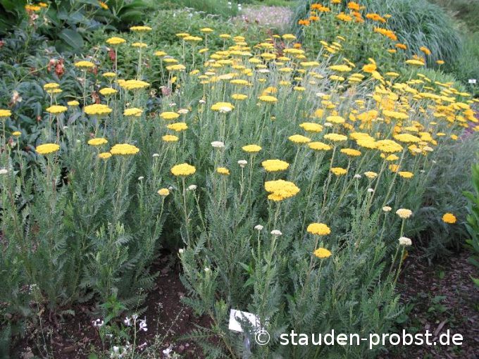 Achillea filipendulina 'Parker' - Schafgarbe