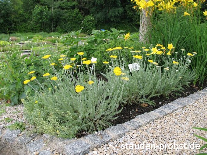 Achillea filipendulina 'Schwellenburg' - Schafgarbe