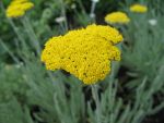 achillea-filipendulina-schwellenburg